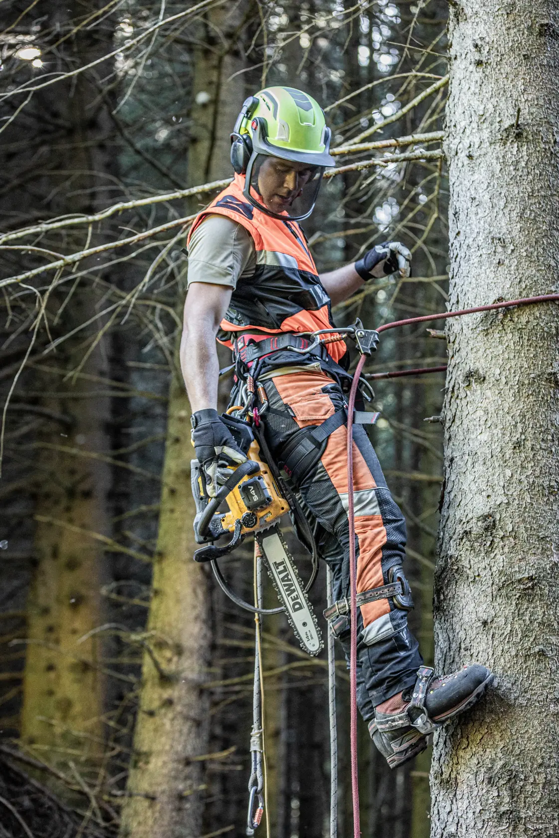 Worker using DEWALT chainsaw while climbing a tree in safety gear and harness, surrounded by a forest.