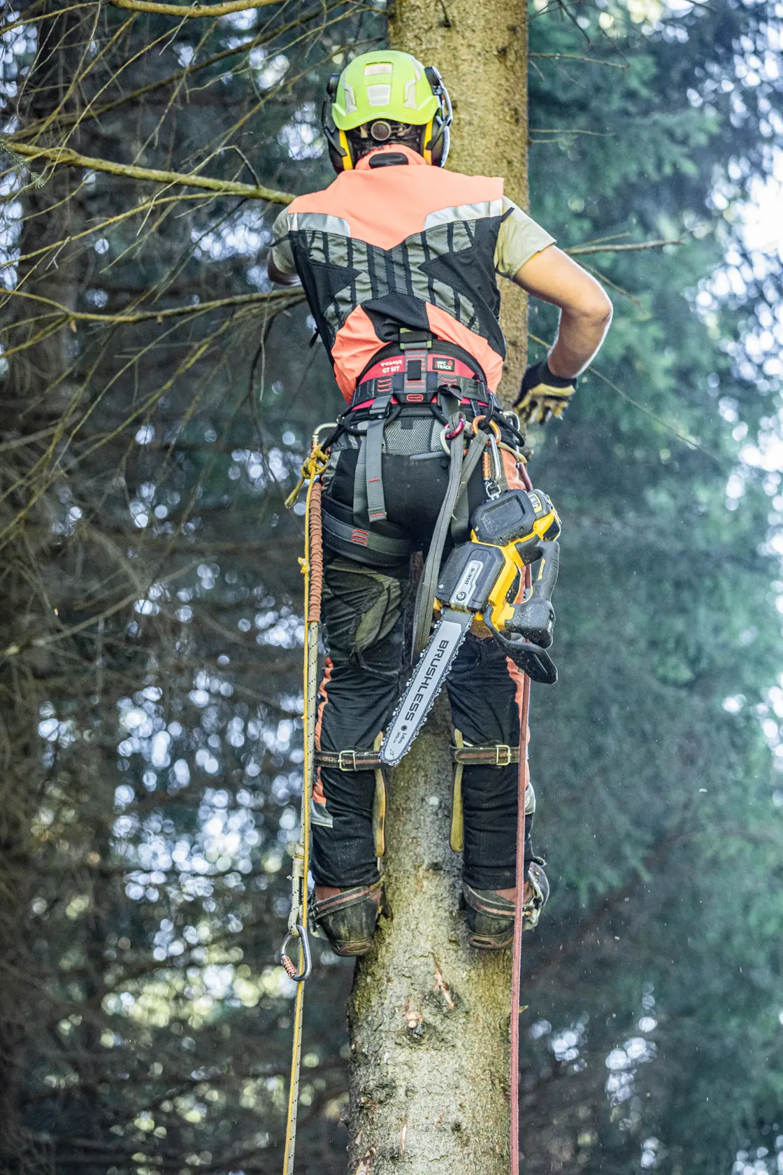 Person climbing tree with DEWALT chainsaw attached to harness, wearing safety gear outdoors.