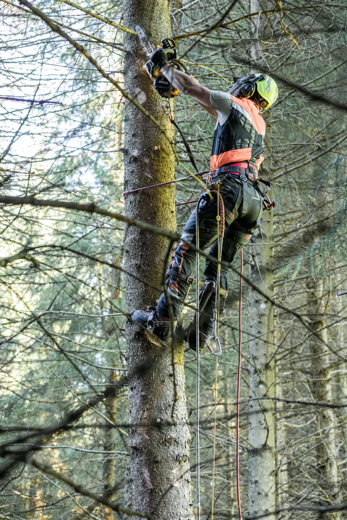 Person using a chainsaw for tree work, equipped with safety gear and climbing equipment in a forest setting.