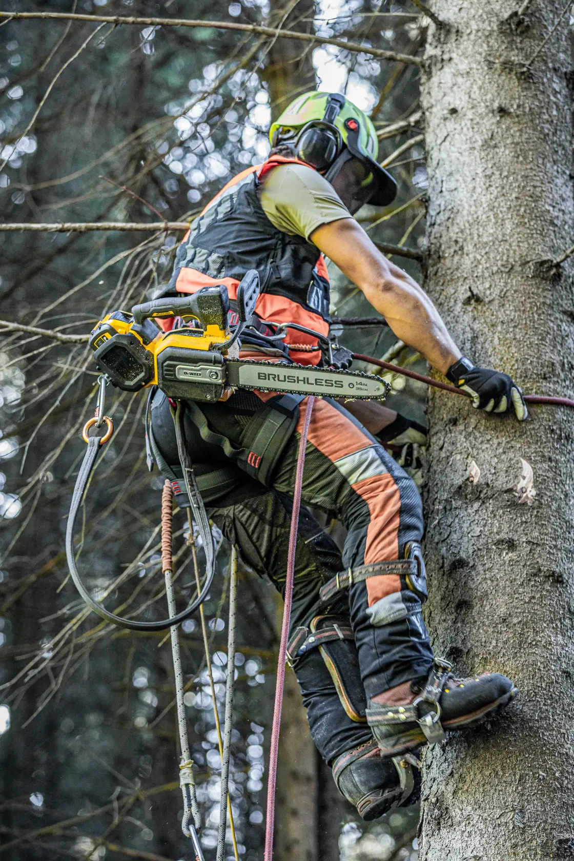 Worker climbs tree with DEWALT brushless chainsaw and safety gear in forest.