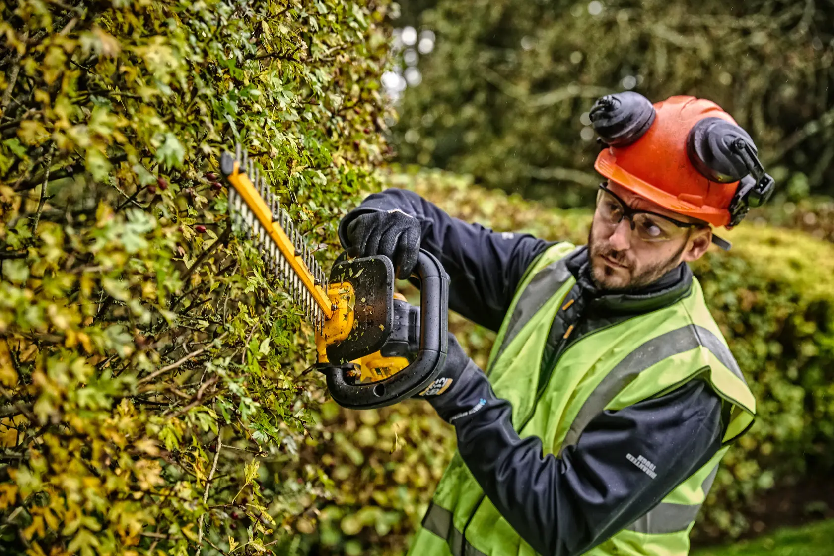 Person trims hedge with yellow DEWALT cordless hedge trimmer in outdoor setting wearing safety gear.