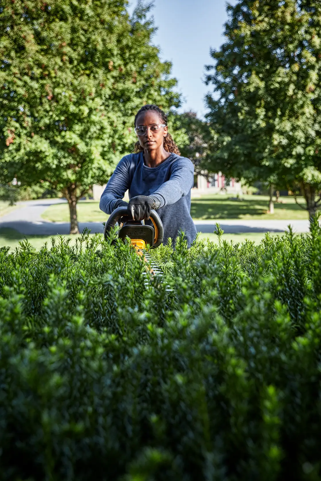 A person wearing gloves is using a DEWALT hedge trimmer to trim tall green bushes in a garden with trees and a clear sky in the background.